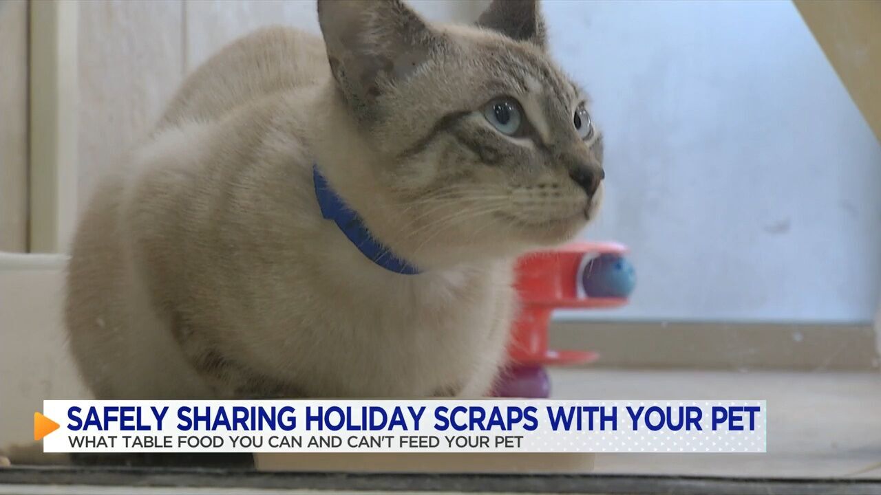 McKamey Animal Center offers tips for pet owners this holiday season